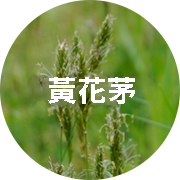 黃花茅